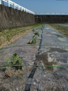 image-20110425173756.png