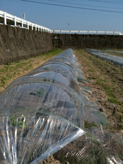 image-20110425174231.png