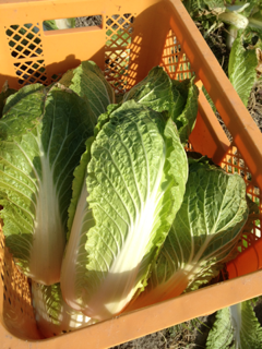 image-20120130170929.png