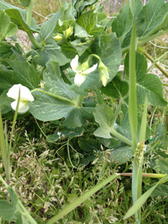 image-20120330125837.png